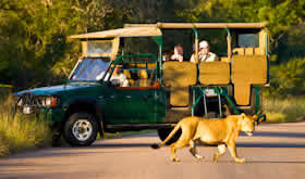 African safari Adventures,  Tours to Kruger Park, Mpumalanga Tours