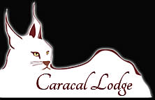 Caracal Lodge in Mpumalanga