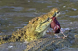 Feeding the crocs at Rock View Lodge