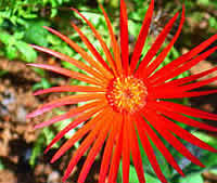 Barberton daisy gerbera Jamesonii courtesy of www.southafricablog.co.za