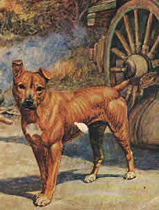 Jock of the Bushveld  The famous dog of Sir Percy FitzPatrick whose adventures are told in the book with the same name