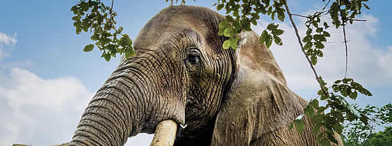 Elephant interaction in Hazyview