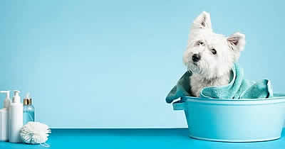 pet grooming Middelburg