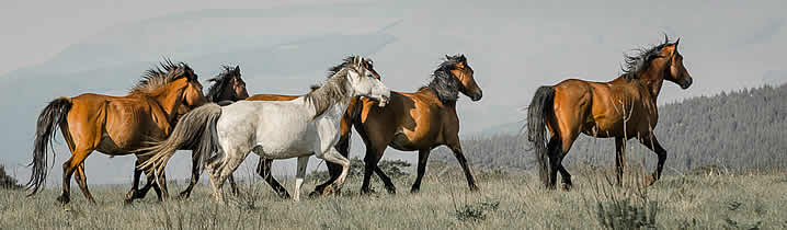 Kaapse Hoop Mpumalanga